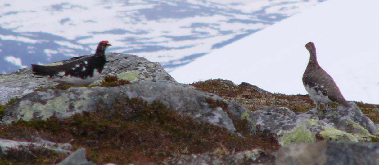 aufgenommen in Norwegen