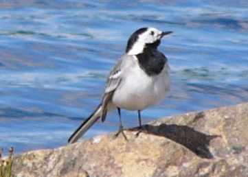 aufgenommen in Norwegen 2005