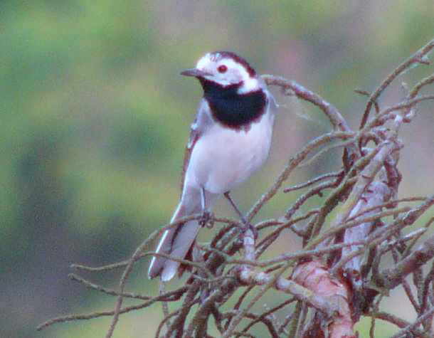 aufgenommen in Schweden 2008