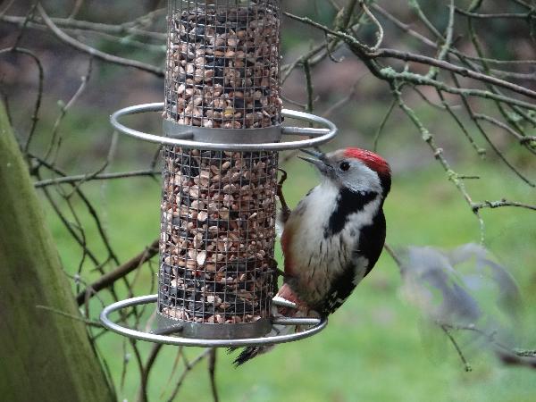 aufgenommen im Garten 2015