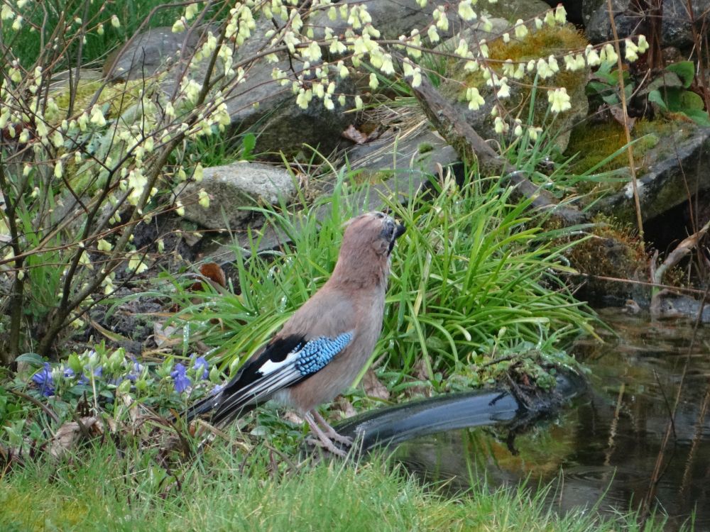 aufgenommen im Garten, 15.3.2024