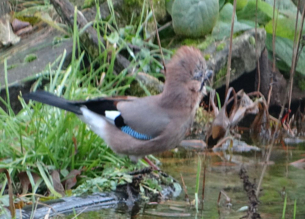 aufgenommen im Garten, 8.12.2023