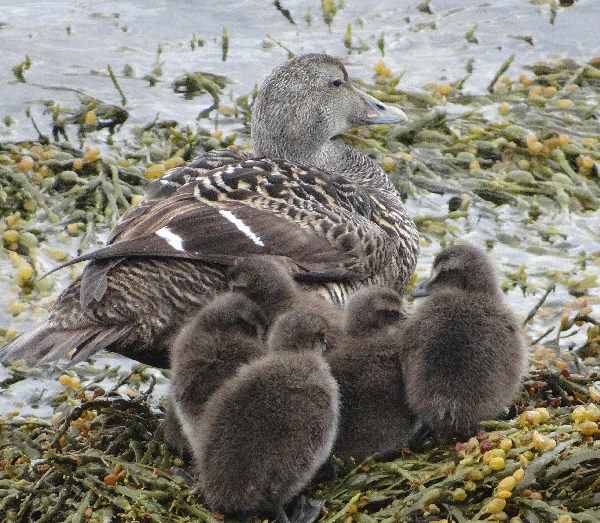 aufgenommen in Island 2015