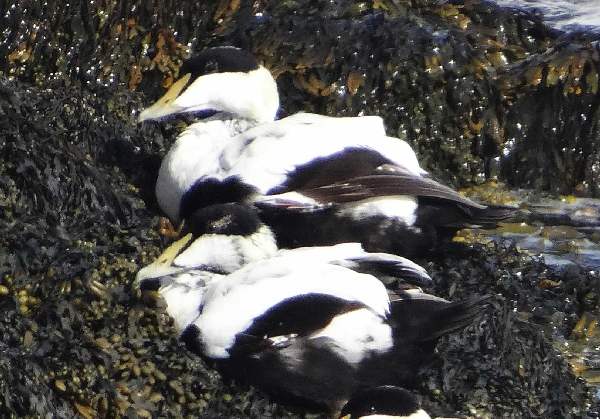 aufgenommen in Island 2015