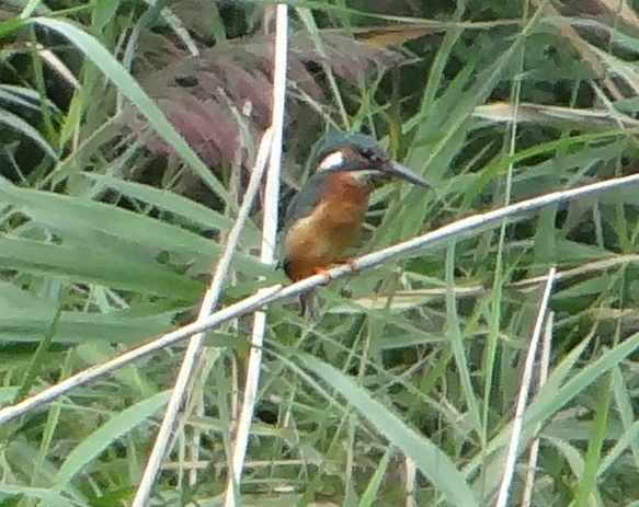 aufgenommen an der Oker