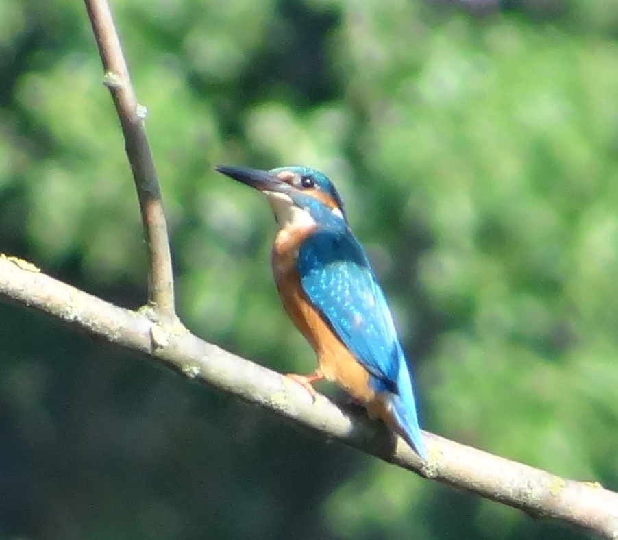 aufgenommen an der Leine 17.4.2019