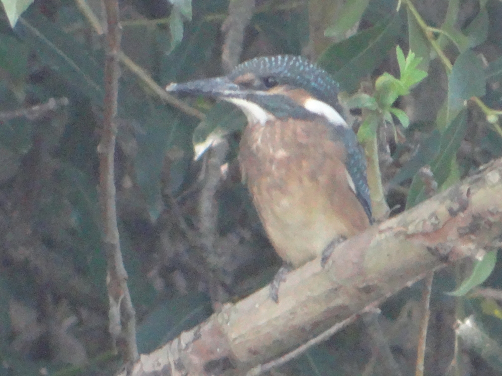 aufgenommen an der Leine 1.8.2020