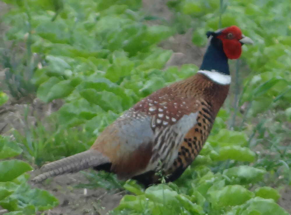 aufgenommen an der Oker 29.5.16