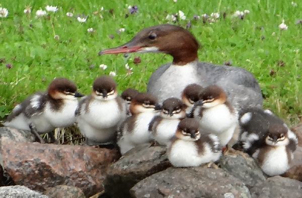aufgenommen in Schweden