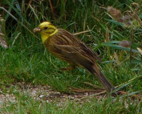 aufgenommen in der Bretagne 2010