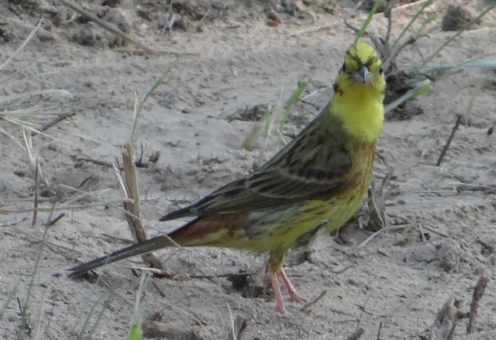 aufgenommen an der Gauja, Juli 2016