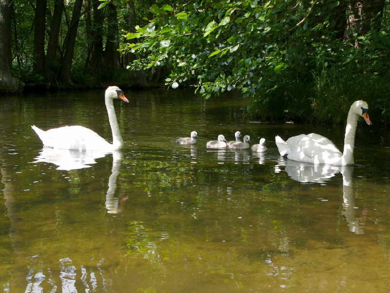 aufgenommen in Mecklenburg 2009