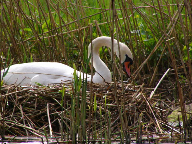 aufgenommen an der Weser 2008
