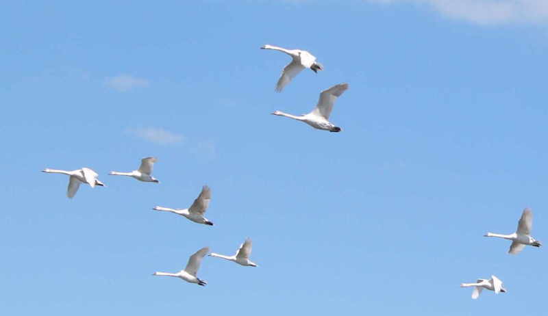 aufgenommen an der Weser 2008