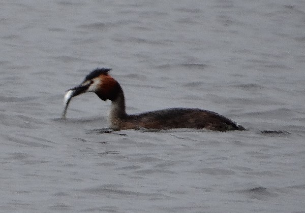 aufgenommen in Schweden