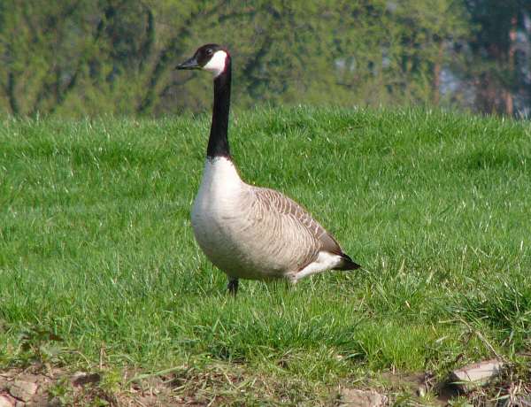 aufgenommen an der Leine