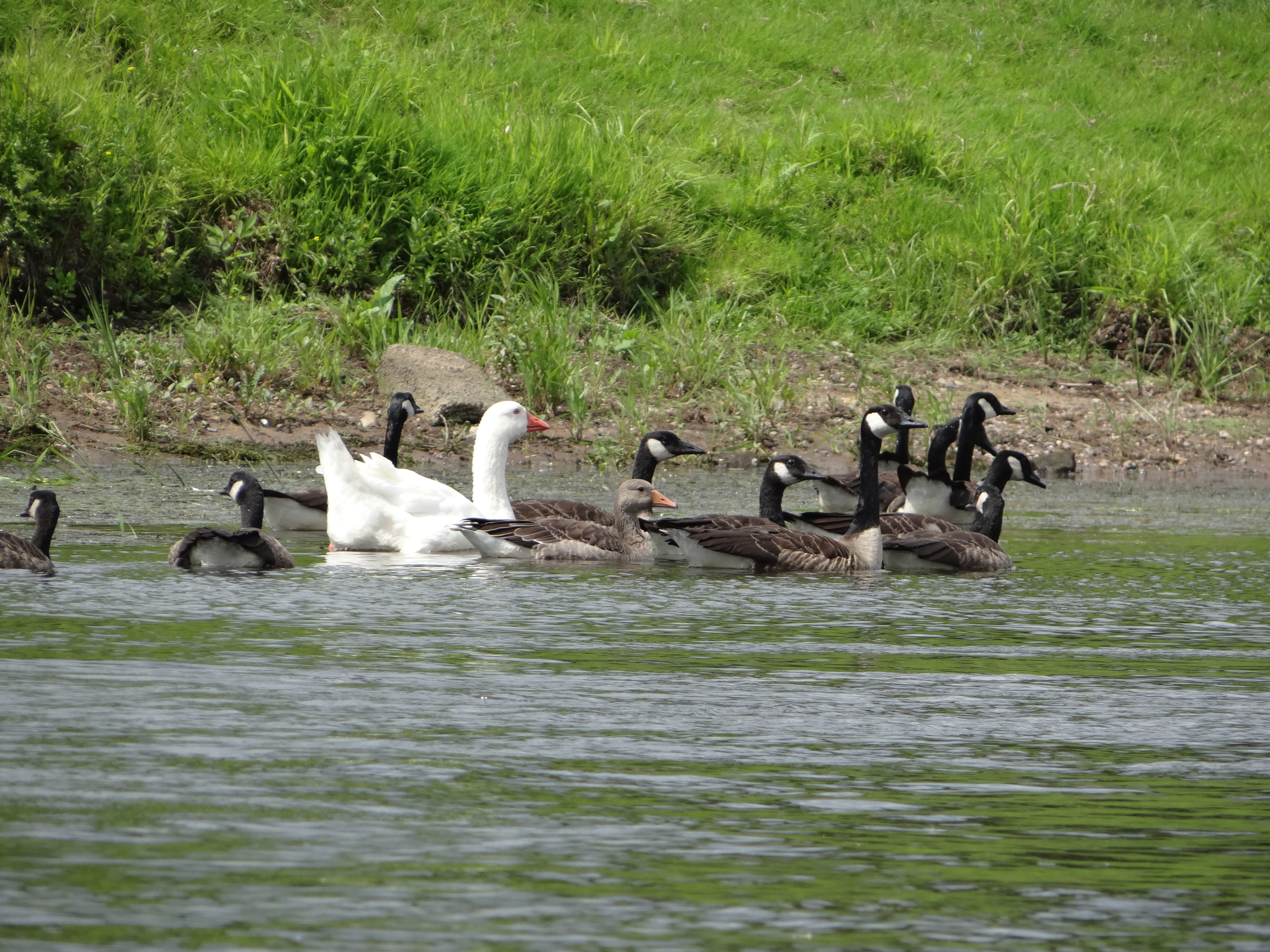 aufgenommen an der Leine Juli 2020