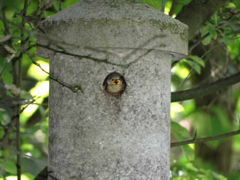 aufgenommen im Garten 2006