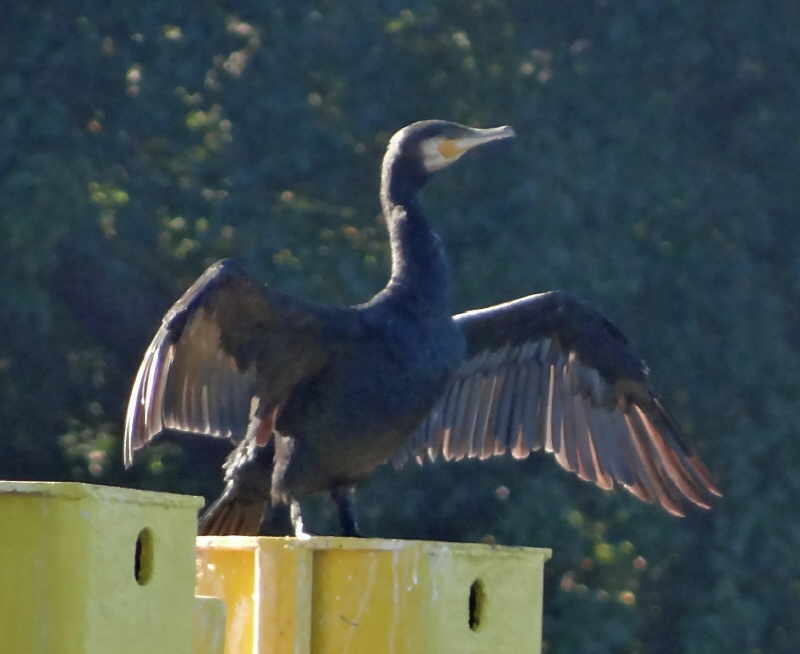 aufgenommen an der Spree 3.10.2015