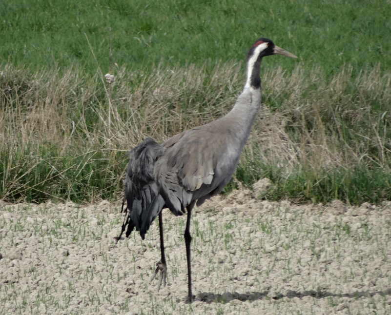 aufgenommen in Schweden April 2015 