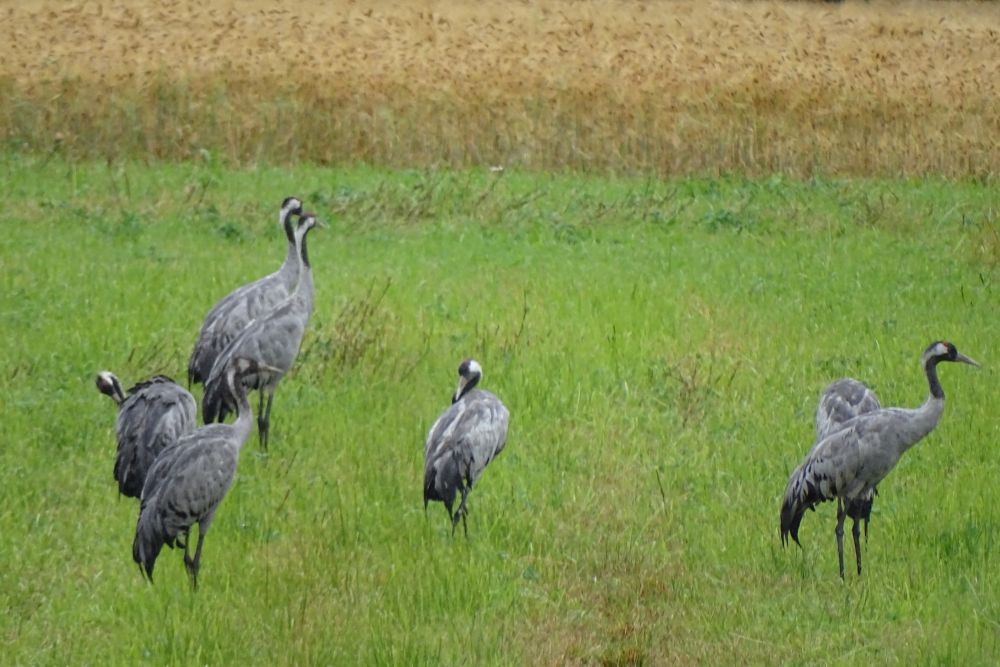 aufgenommen in Finnland 2016