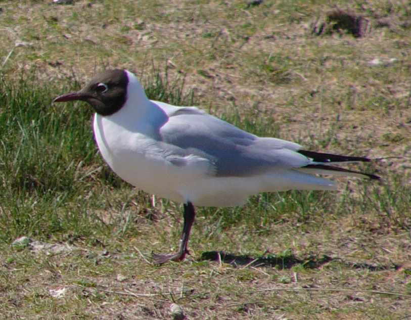 aufgenommen auf Hallig Hooge 2007