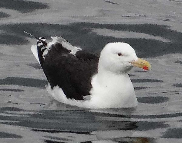 aufgenommen Juli 2015 in Island