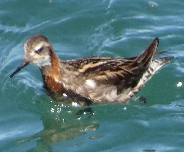 aufgenommen Juli 2015 in Island