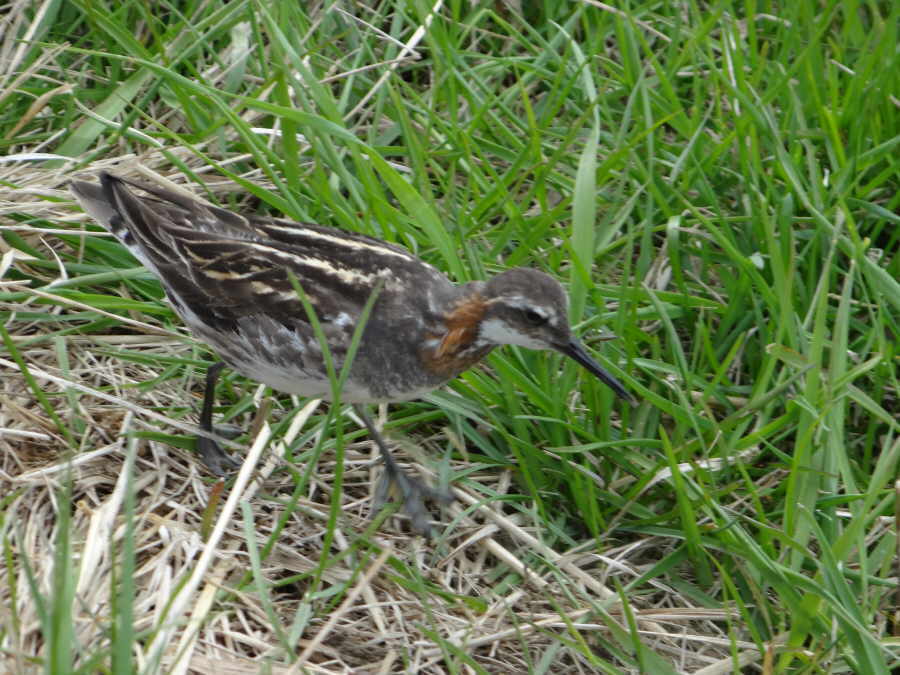 aufgenommen Juli 2015 in Island