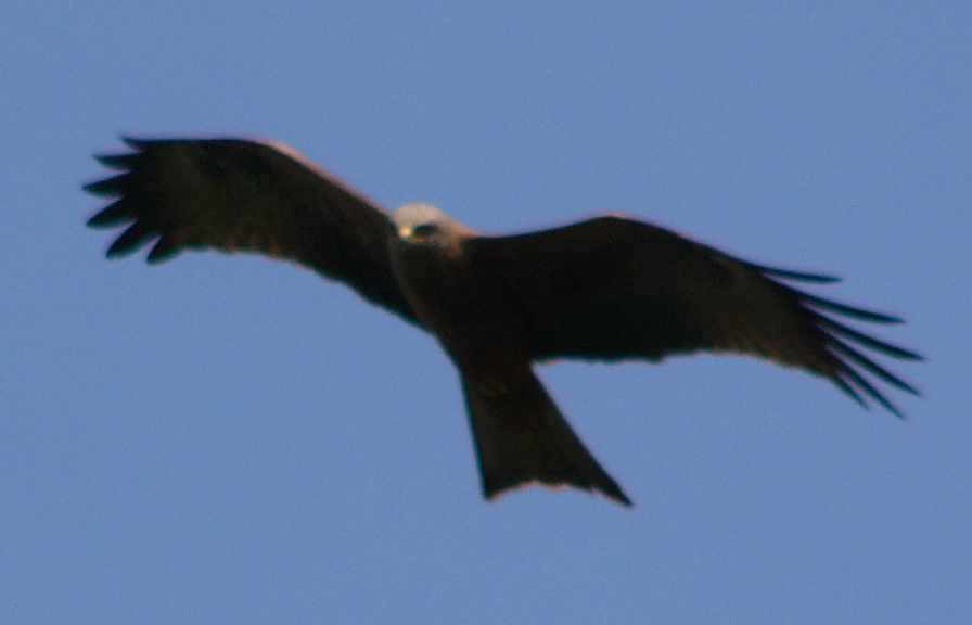 aufgenommen an der Weser 2010