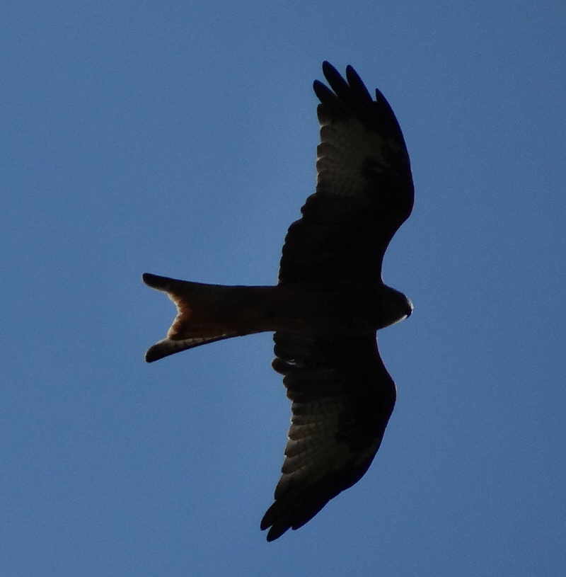 aufgenommen an der Weser Oktober 2011