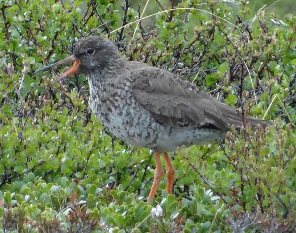 aufgenommen Juli 2015 in Island