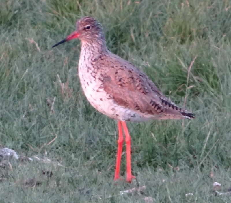 aufgenommen auf Langeneß April 2014
