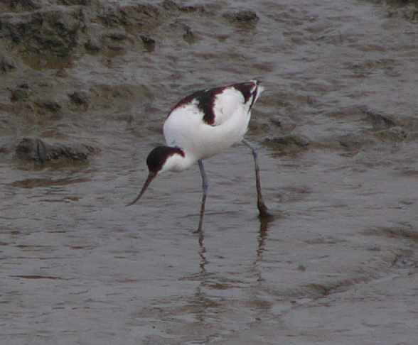 aufgenommen auf Neuwerk 2012