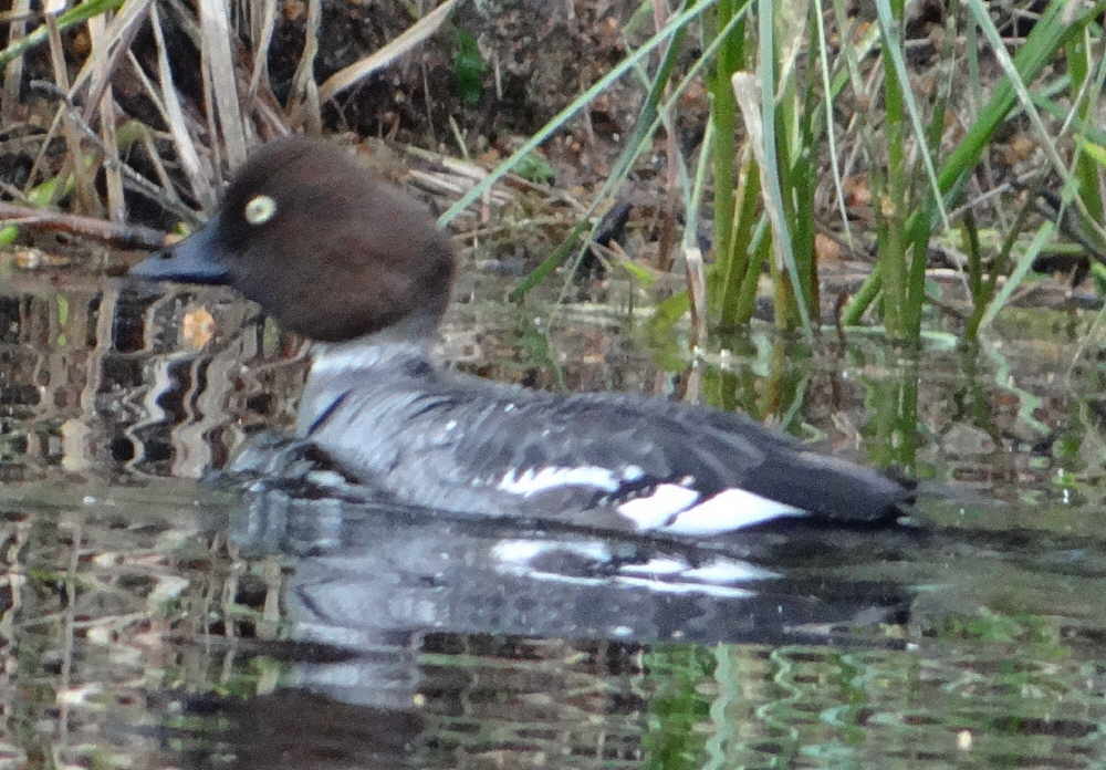 aufgenommen am Väterdalälven (Schweden), Juni 2017
