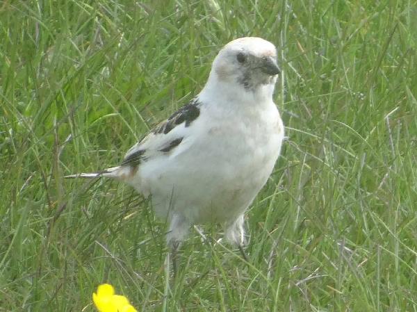 aufgenommen Juli 2015 in Island 