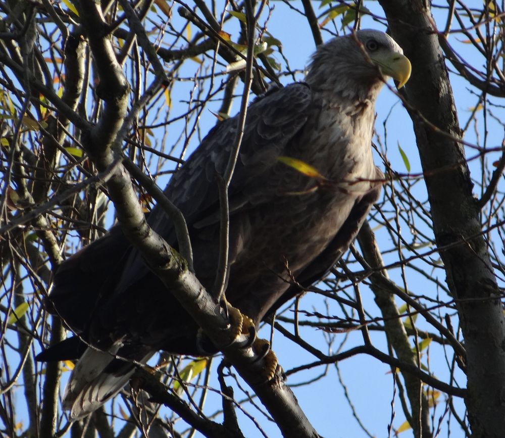 aufgenommen an der Leine 5.11.2022