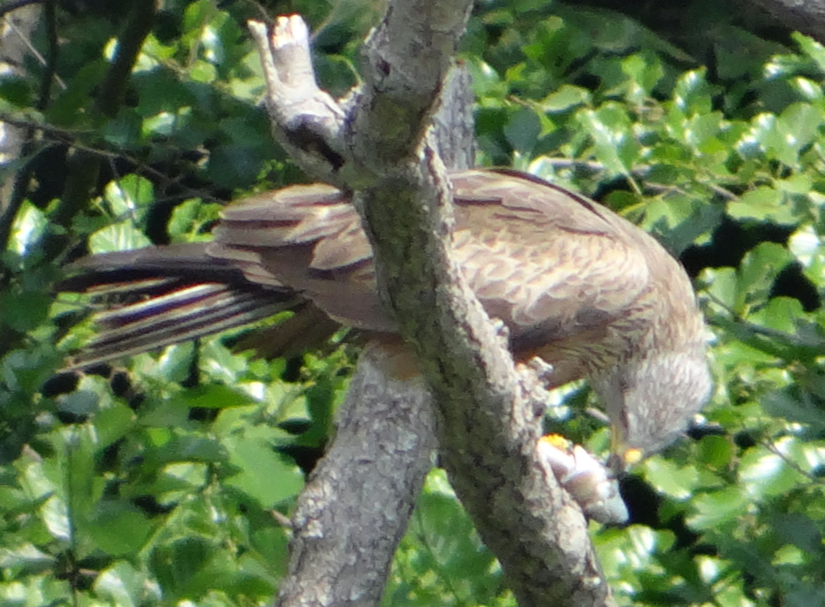 aufgenommen in Mecklenburg, 10.6.2023