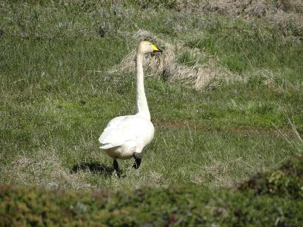 aufgenommen Juli 2015 in Island