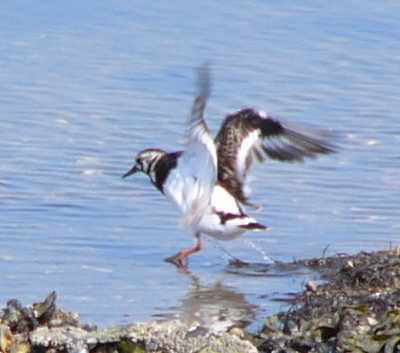 aufgenommen auf Neuwerk 2005