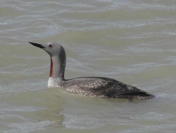 aufgenommen Juli 2015 in Island