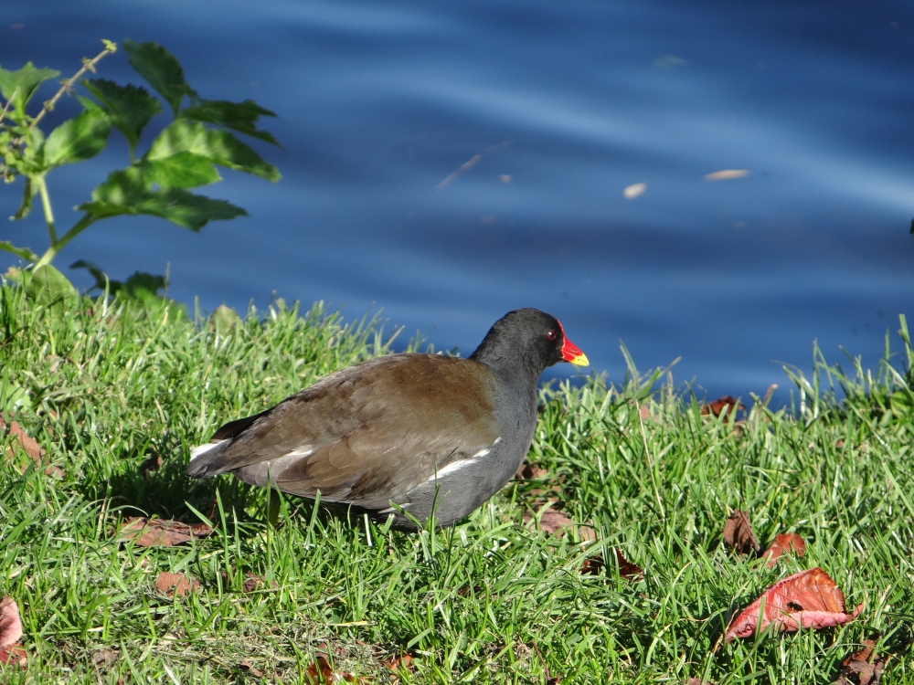 aufgenommen an der Alster, 12.10.2022