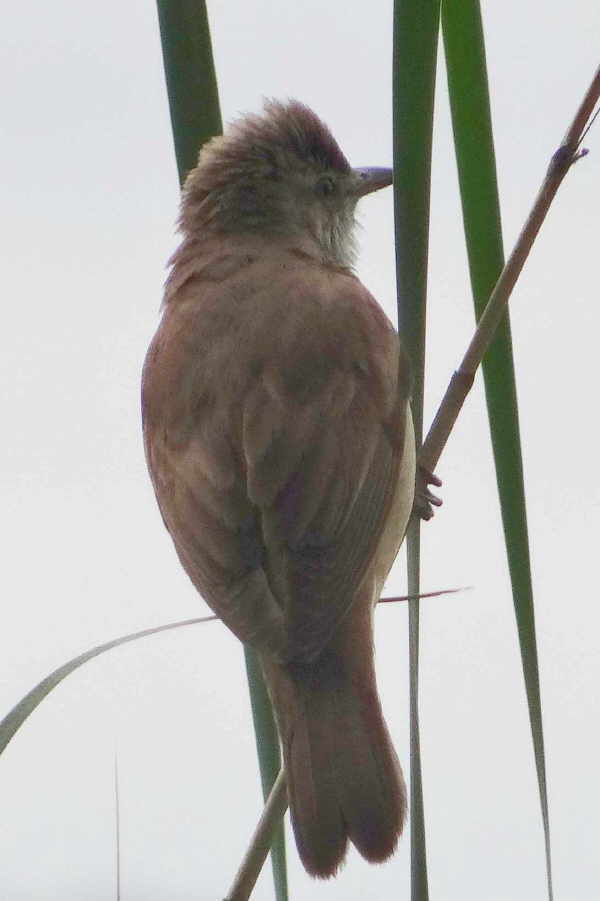 aufgenommen im Mecklenburg 2015