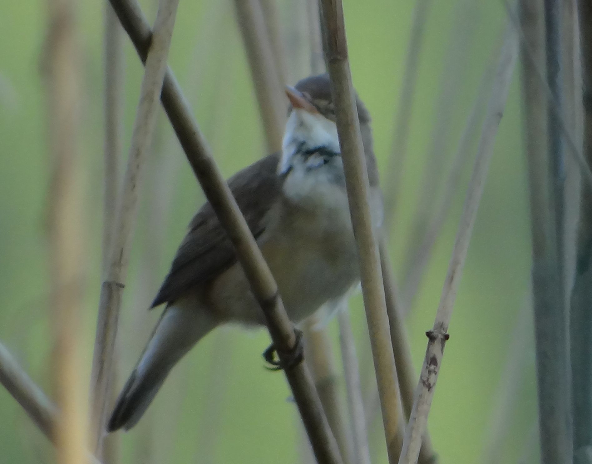 aufgenommen in Mecklenburg, 7.6.2023