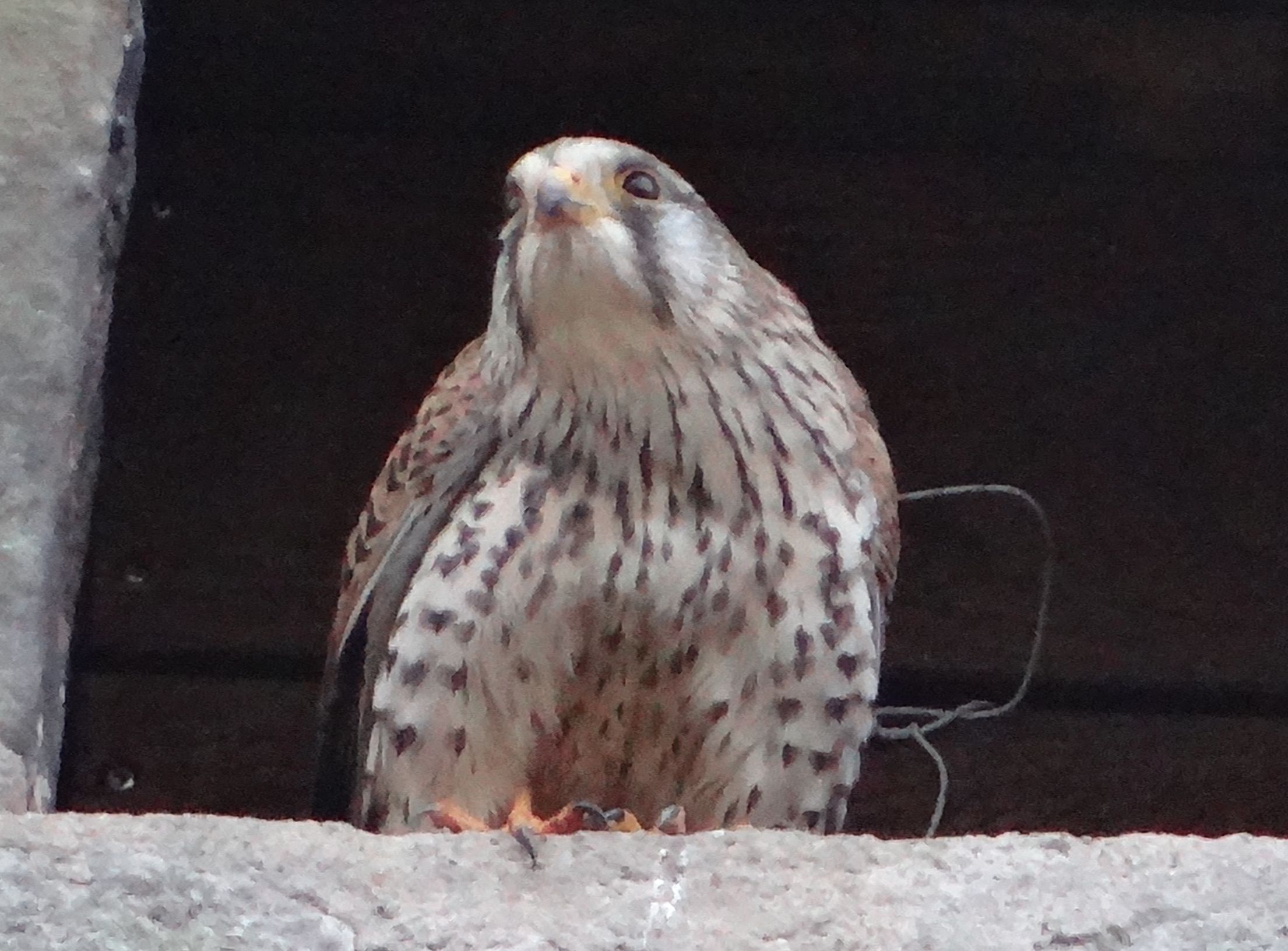 aufgenommen an der Stiftskirche 14.1.2024