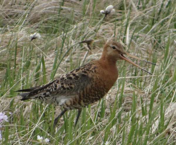 aufgenommen Juli 2015 in Island