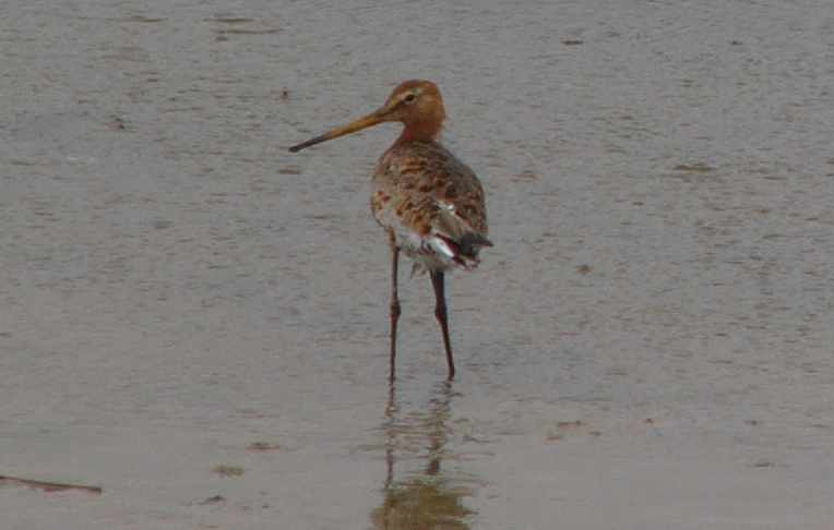 aufgenommen in der Bretagne 2010