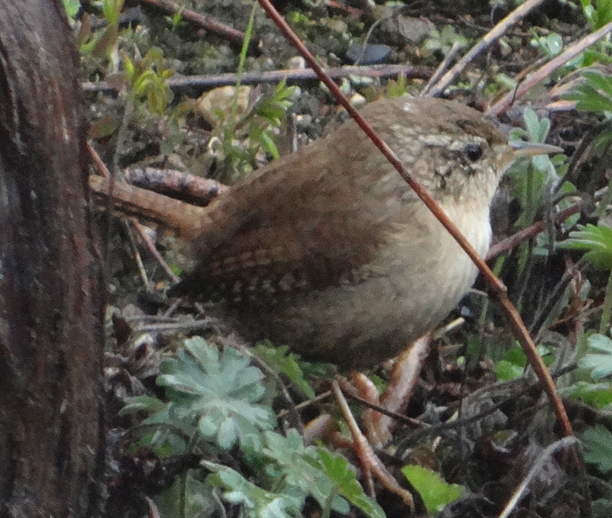 aufgenommen im Garten, 25.3.19
