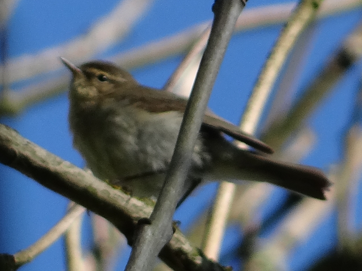 aufgenommen am Hagenburger Kanal 30.4.17