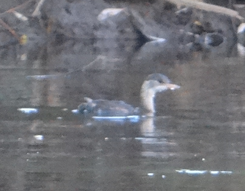 aufgenommen an der Leine 10.11.2018